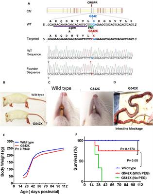 A Novel G542X CFTR Rat Model of Cystic Fibrosis Is Sensitive to Nonsense Mediated Decay